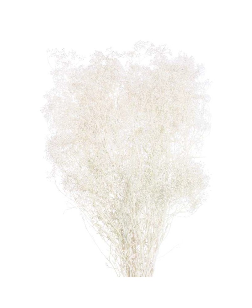 GIPSOPHILA MINI BLANCO