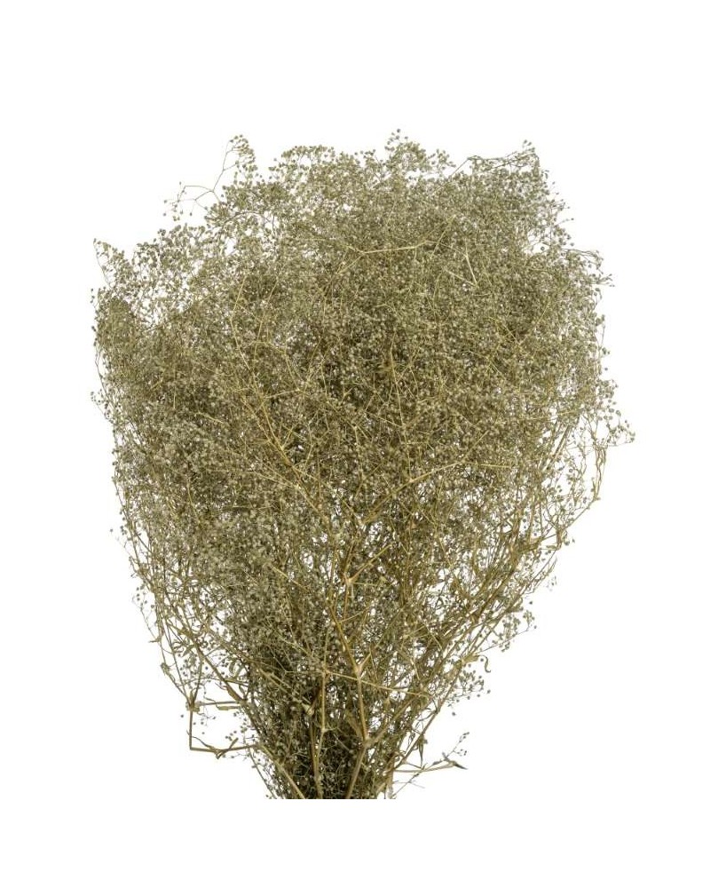 GIPSOPHILA MINI VERDE HIELO