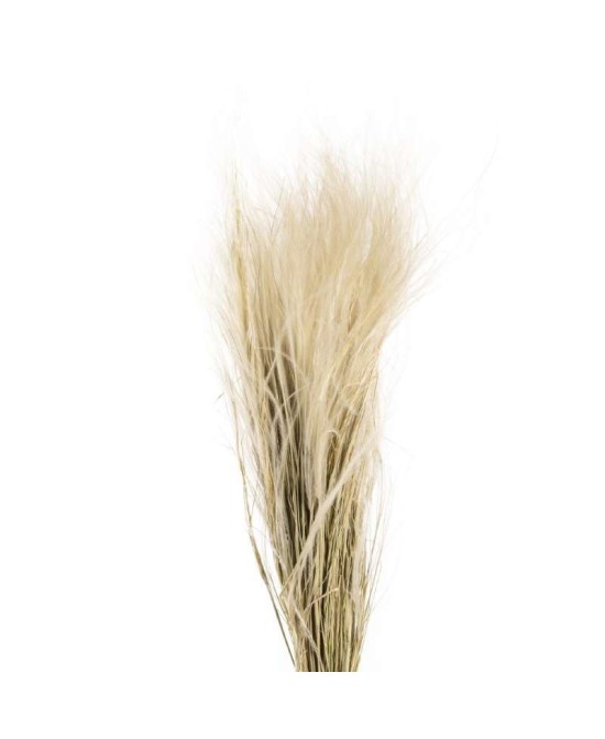 STIPPA PENNATA NATURAL