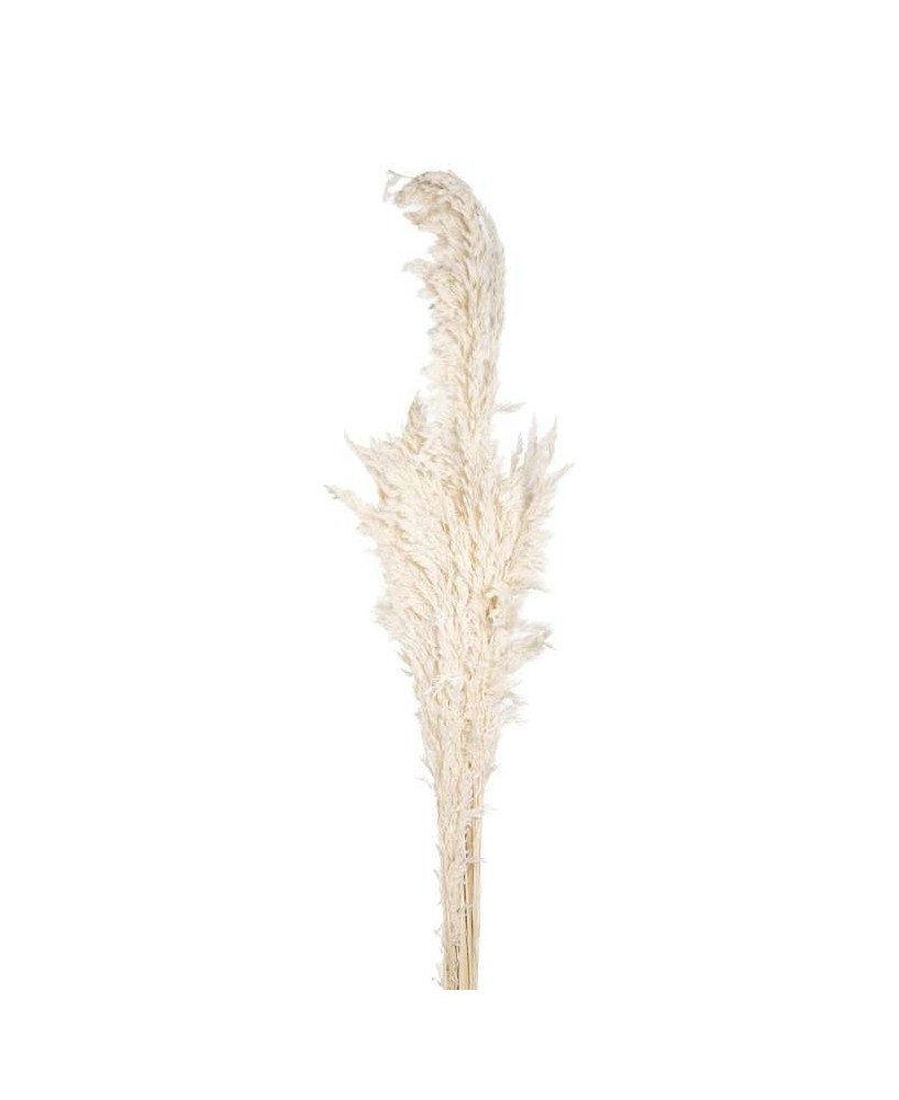 SALICCHIO LUNGO BLANCO