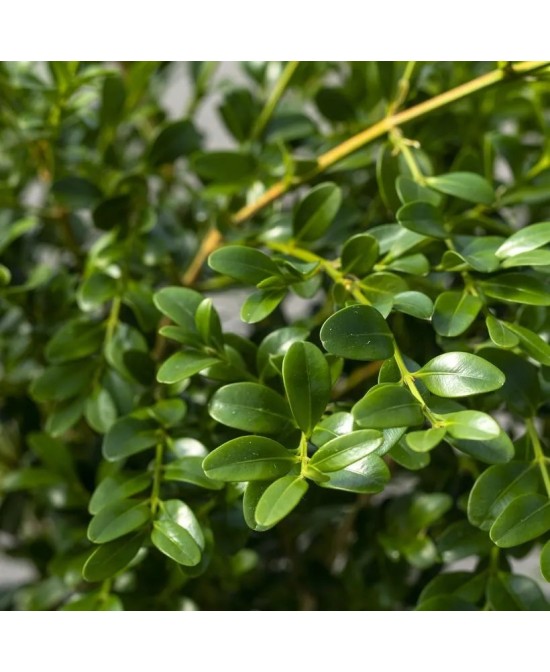 BUXUS BETTER HERITAGE BALL 30CM