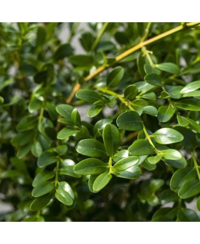 BUXUS BETTER HERITAGE BALL 30CM