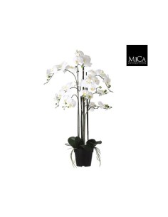 PHALAENOPSIS EN BOTE CREMA 97X19CM