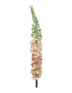 RAMA EREMURUS MELOCOTON  19.20