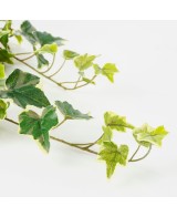 HIEDRA COLGANTE VARIEGATA 15CM