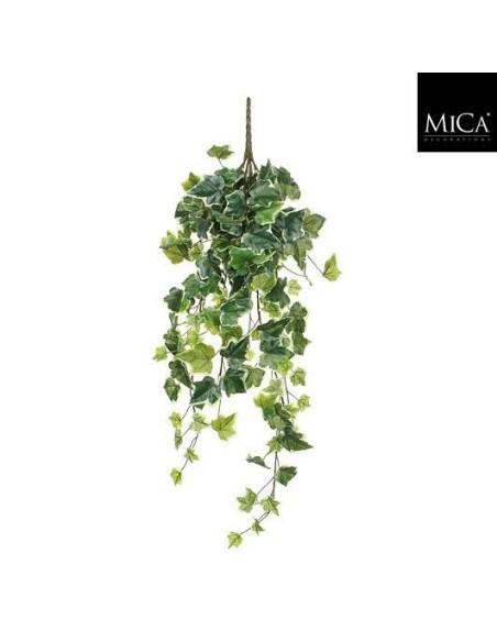 HIEDRA COLGANTE VARIEGATA 15CM