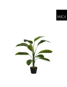 CALATHEA ZEBRINA EN MACETA VERDE 90X60