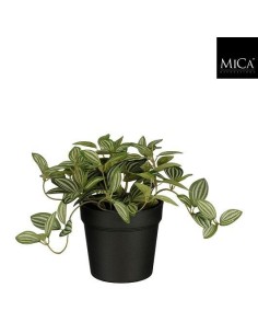 TRADESCANTIA EN MACETA VERDE 16X16CM