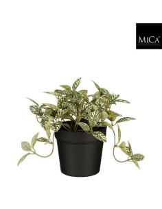 FITONIA EN MACETA VARIEGATA 16X16CM