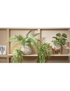 HELECHO COLGANTE VERDE 80CM 2