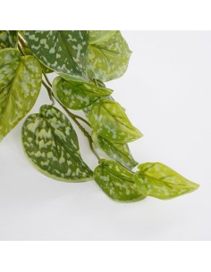 SCINDAPSUS VERDE EN MACETA GRIS 17CM 2