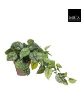 SCINDAPSUS VERDE EN MACETA GRIS 17CM