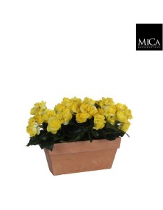 BEGONIA AMRILLA EN JARDINERA TERRA 29X13X25CM