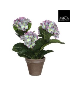HYDRANGEA MORADA EN MACETA GIS 13.5CM