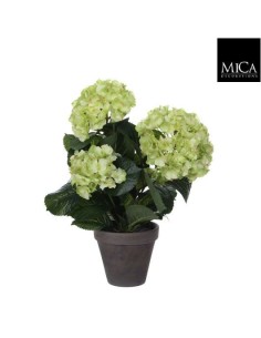 HYDRANGEA VERDE EN MACETA 13.5CM