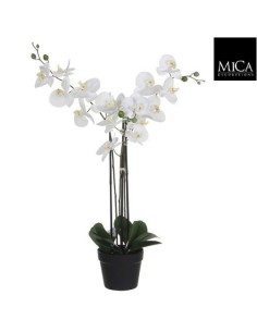 PHALAENOPSIS BLANCA EN MACETA 175X51X79CM