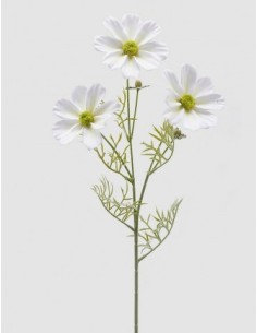 COSMOS RAMOX3 CON FLOR BLANCA