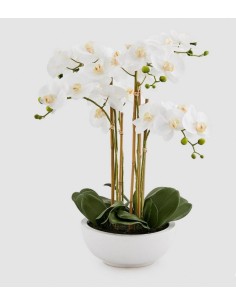 ORQUIDEA PHALAEPNOSIS BLANCA  EN VASO H64