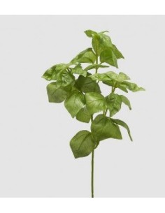 BASILICO RAMO VERDE