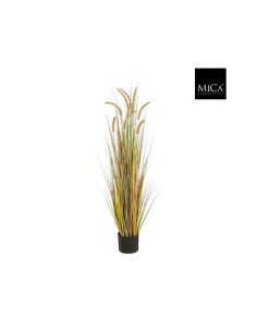 PLUME GRASS FOXTAIL  120X45CM