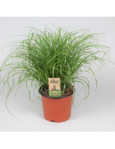 Cyperus Alt Zumula 20-25cm  Planta Tropical Interior en Maceta 12cm