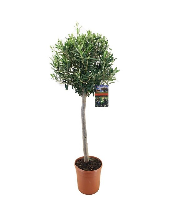 Olea Europea Olivo 100 cm en Maceta 21 cm  Elegancia y Resistencia en Endanea Garden

