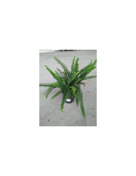 Nephrolepis Cordata 18 cm - Helecho de Interior Verde y Fácil Cuidado