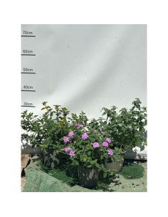 Lantana 13 cm - Planta Colorida y Compacta para Jardines y Terrazas