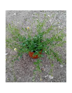 Erigeron  Planta Perenne Decorativa y Resistente | Endanea Garden