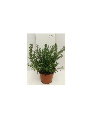 Rosmarinus Officinalis 'Prostratus' | Romero Rastrero Aromático en Maceta 13 cm | Endanea Garden

