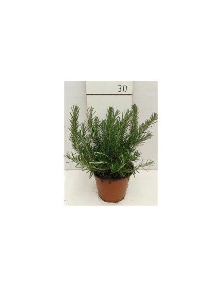 Rosmarinus Officinalis 'Prostratus' | Romero Rastrero Aromático en Maceta 13 cm | Endanea Garden

