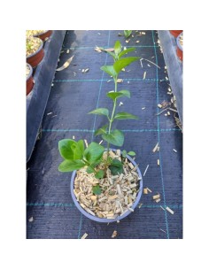 Vinca Major Perenne en Maceta 10 cm  Flores Vibrantes y Bajo Mantenimiento | Endanea Garden