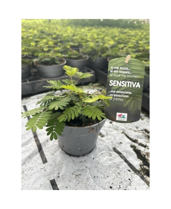 Mimosa Pudica planta sensible al tacto maceta 13 cm Endanea Garden

