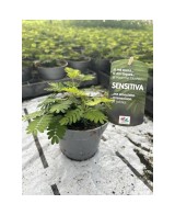 Mimosa Pudica planta sensible al tacto maceta 13 cm Endanea Garden

