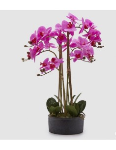 ORQUIDEA PHALAEPNOSIS ROSA EN VASO H72