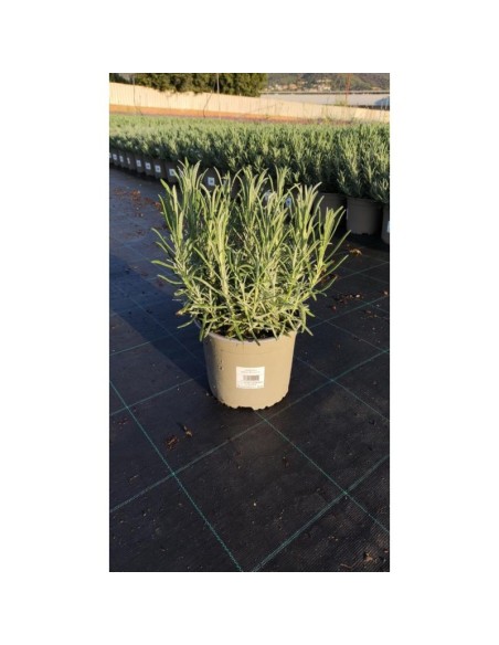Lavanda Híbrida Mix - Planta Aromática Fácil de Cuidar | Endanea Garden