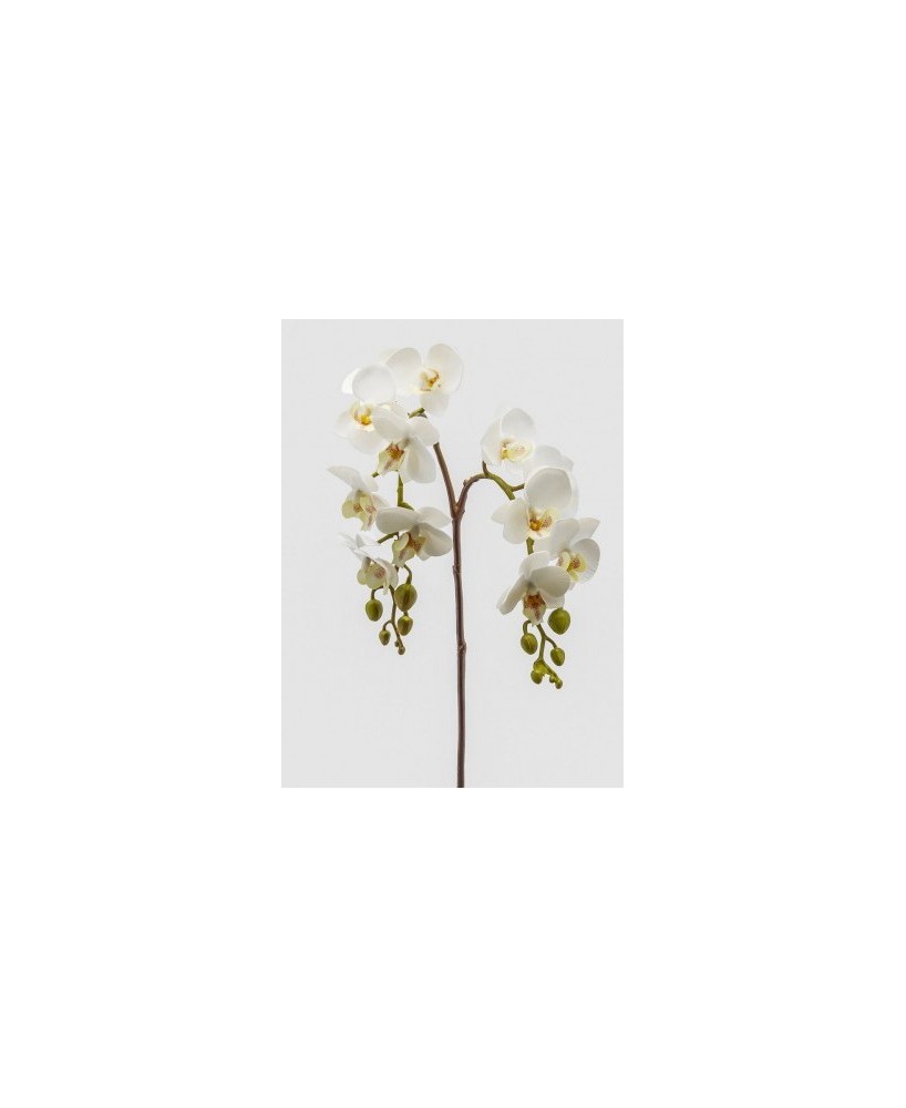 ORQUIDEA