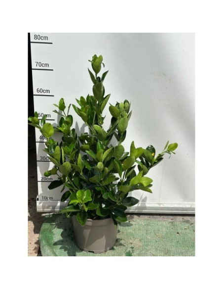 Euonymus Japonicus 75 cm en maceta 23 cm - Planta ornamental para setos y bordes | Endanea Garden