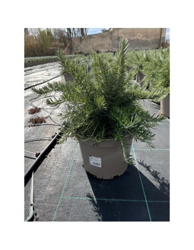 Rosmarinus Officinalis | Romero Aromático en Maceta 23 cm | Planta Culinaria y Decorativa

