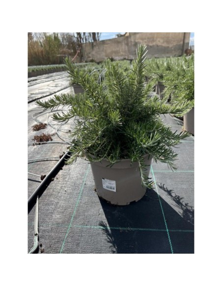 Rosmarinus Officinalis | Romero Aromático en Maceta 23 cm | Planta Culinaria y Decorativa

