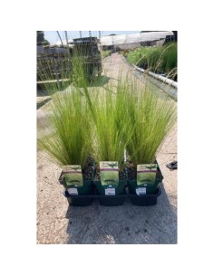 Stipa Tenuissima Ponytails - Hierba Ornamental Suave y Resistente | Endanea Garden

