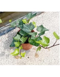 Hedera Hibernica Hiedra Irlandesa planta trepadora para jardín y exteriores Endanea Garden