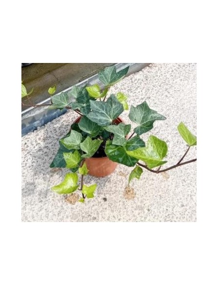 Hedera Hibernica Hiedra Irlandesa planta trepadora para jardín y exteriores Endanea Garden

