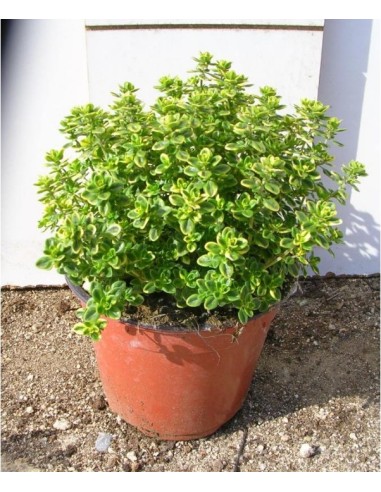 Tomillo Limón  Planta Aromática Cítrica y Fácil de Cultivar | Endanea Garden

