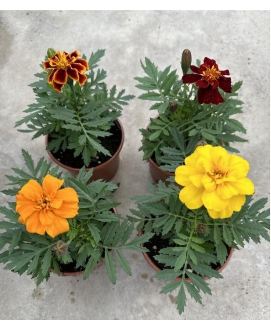Tagetes Patula (Clavel de Indias)  Flores Vibrantes y Resistentes para Jardín | Endanea Garden

