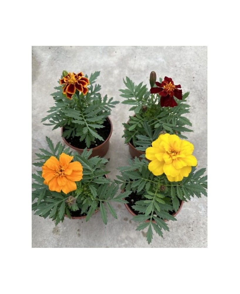Tagetes Patula (Clavel de Indias)  Flores Vibrantes y Resistentes para Jardín | Endanea Garden

