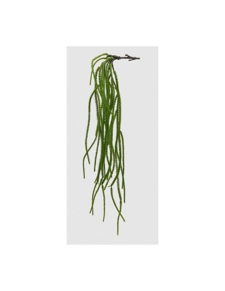CRIPTOMERIA VERDE H61
