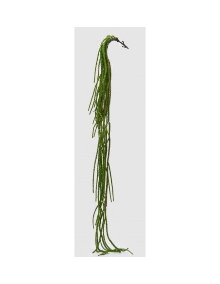 CRIPTOMERIA VERDE H134