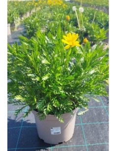 Euryops Chrysanthemoides  Planta Perenne con Flor Amarilla Resistente | Endanea Garden

