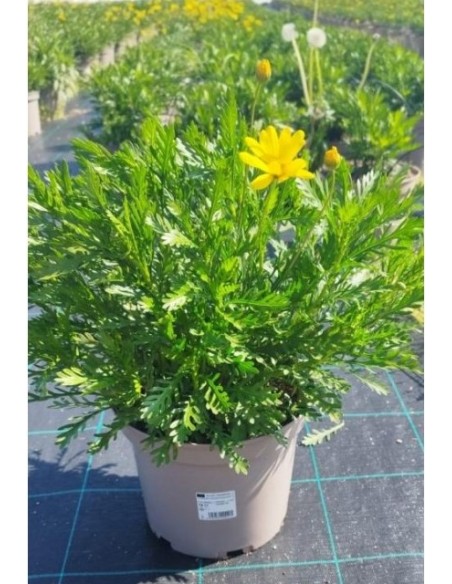 Euryops Chrysanthemoides  Planta Perenne con Flor Amarilla Resistente | Endanea Garden

